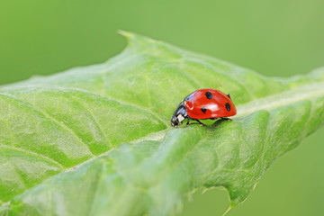 Coccinella septempunctata on green leaves, North China