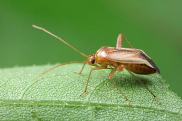 Stink bug on green leaves, North China