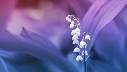 Spring forest white flowers lily of the valley on a soft blurry background. Floral desktop wallpaper or postcard, with copy space. artistic image of flowers and leaves in a gradient tint. © Nadya Vetrova