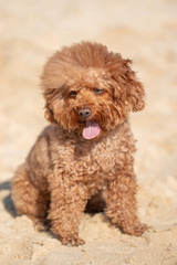 brown purebred fluffy dog for a walk