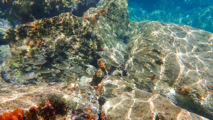 Greece Crete island South Crete Orthi Ammos beach