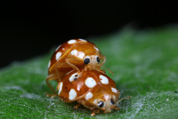 ladybug mating on green leaves, North China