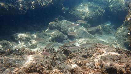 Greece Crete island South Crete Orthi Ammos beach