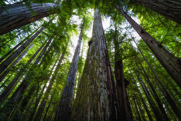 Obraz na płótnie Canvas Under the Redwood Trees, Redwoods National & State Parks California