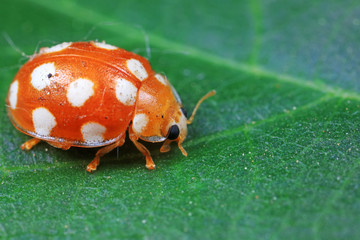 ladybug on green leaves, North China