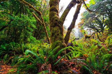 Views in the Redwood Forest, Redwoods National & State Parks California