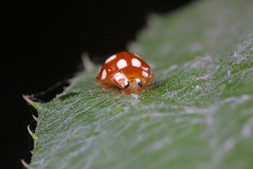 ladybug on green leaves, North China