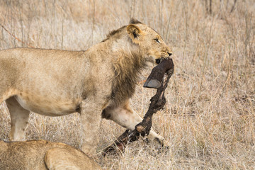 A young male lion, Panthera leo,  carrying the leg of an African buffalo or Cape buffalo, Syncerus caffer.
