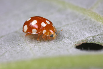 ladybug on green leaves, North China