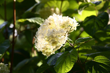 One inflorescence of a hydrangea arborescens and leaves around it is brightly illuminated by a...