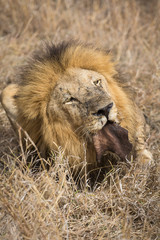 An adult male lion, Panthera leo, eating the hide of an African buffalo or Cape buffalo, Syncerus caffer.