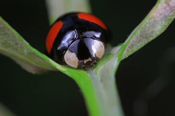 ladybug on green leaves, North China
