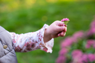 horizontal image of a child's hand that holds a flower