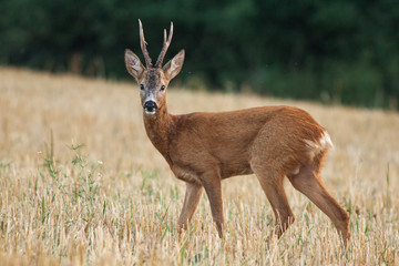 Naklejka na ściany i meble Roe deer buck on mowed field during mating season, (Capreolus capreolus), Slovakia