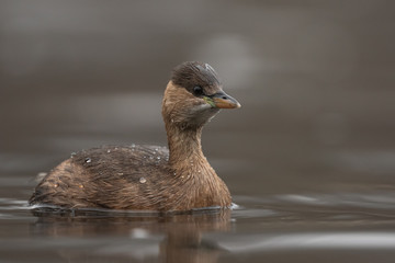 Little grebe swimming in the river, (Tachybaptus ruficollis), Slovakia