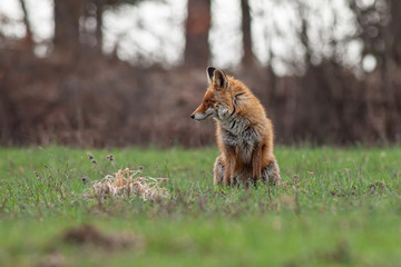 Naklejka na ściany i meble Red fox sitting on the meadow, (Vulpes vulpes), Slovakia