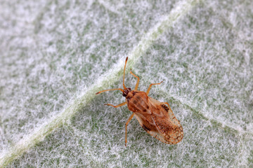Stink bug on green leaves, North China