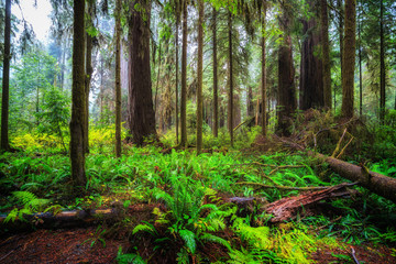 Fototapeta premium Widoki w Redwood Forest, Redwoods National & State Parks w Kalifornii