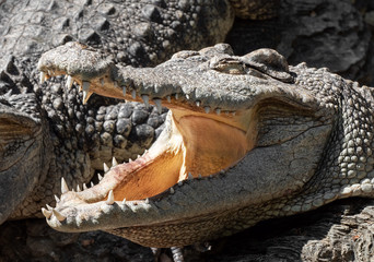 Close up Crocodile was Sunbathing in The Afternoon