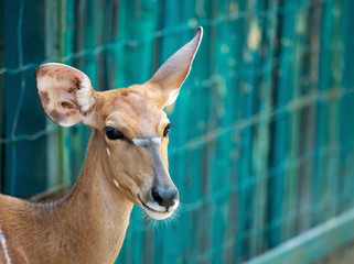 Close up Head of Female Nyala is Smiling Isolated on Colorful Background