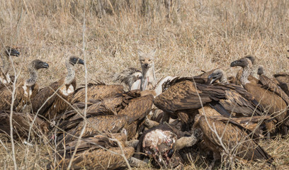 A side-striped jackal, Canis adustus, approaching the carcass of a Cape buffalo covered in feeding white-backed vultures, Gyps africanus.