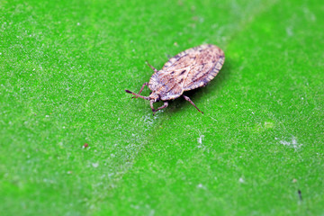 Stink bug on green leaves, North China