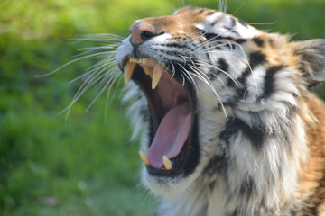Sumatran tiger, Panthera tigris sumatrae, 