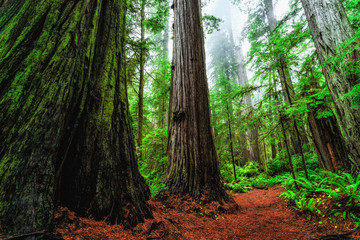 Obraz premium Views in the Redwood Forest, Redwoods National & State Parks California