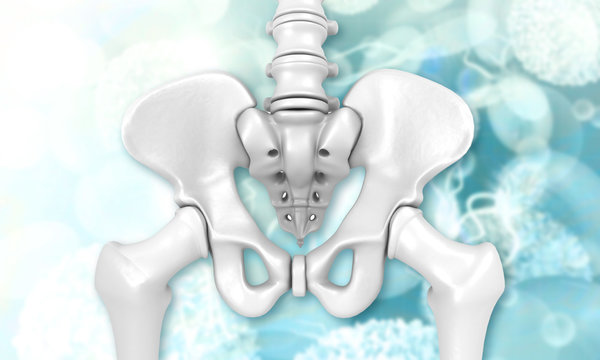 Human pelvis on science background. 3d illustration