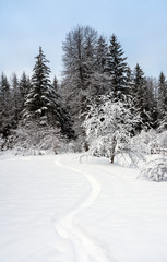 Snowshoe trail through winter scene