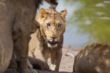 A young male lion, Panthera leo, approaching the rest of the pride.