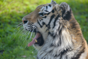 Sumatran tiger, Panthera tigris sumatrae, 
