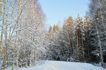 White road in a winter forest with snow covered trees in a sunny day