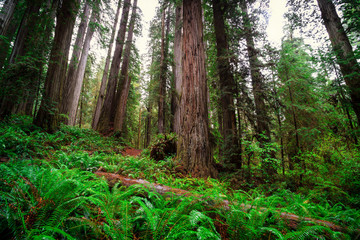 Views in the Redwood Forest, Redwoods National & State Parks California