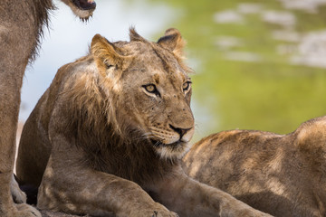 Fototapeta na wymiar A young male lion, Panthera leo, resting in the heat near a water hole.