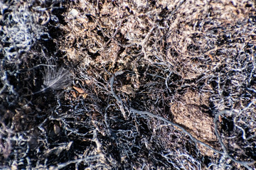 Burned tree roots and thin branches of vegetation in a common pile. Dry and lifeless black and gray fibers, ashy appearance after a fire or fire disaster