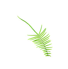collection tropical green fern leaf on white background