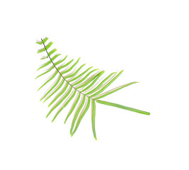 collection tropical green fern leaf on white background with clipping path