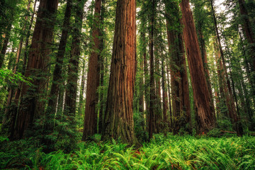 Views in the Redwood Forest, Redwoods National & State Parks California - obrazy, fototapety, plakaty