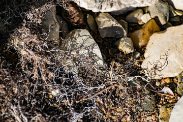 Burned tree roots and thin branches of vegetation in a common pile. Dry and lifeless black and gray fibers, ashy appearance after a fire or fire disaster