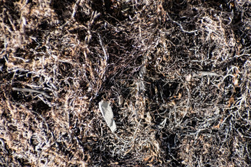 Burned tree roots and thin branches of vegetation in a common pile. Dry and lifeless black and gray fibers, ashy appearance after a fire or fire disaster