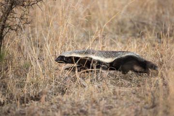 A honey badger, Mellivora capensis, runs along the ground.
