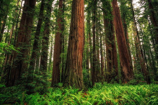 Views in the Redwood Forest, Redwoods National & State Parks California © Stephen