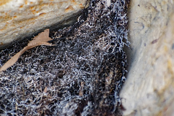 Burned tree roots and thin branches of vegetation in a common pile. Dry and lifeless black and gray fibers, ashy appearance after a fire or fire disaster