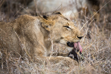 A female lion, Panthera leo, laying in the grass and licking a piece of African buffalo or Cape buffalo, Syncerus caffer.