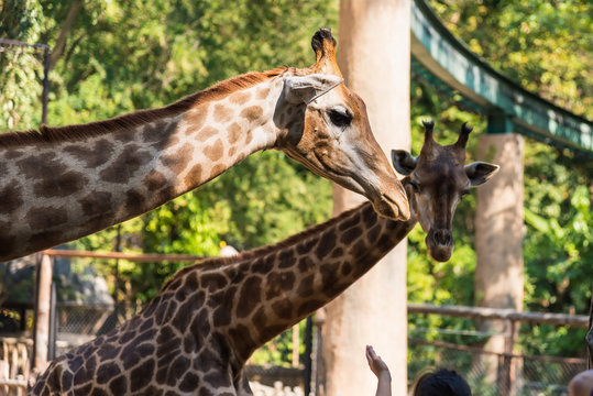 Chiang Mai , Thailand - January, 19, 2020 : Giraffes in the Chiang Mai zoo.