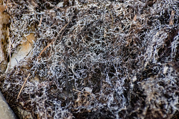 Burned tree roots and thin branches of vegetation in a common pile. Dry and lifeless black and gray fibers, ashy appearance after a fire or fire disaster