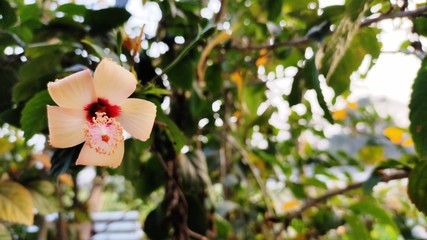 light orange colour hibiscus flower