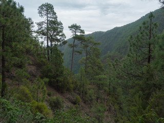 Valley at mysterious Laurel forest Laurisilva, lush subtropical rainforest at hiking trail Los Tilos, La Palma, Canary Islands, Spain