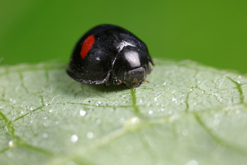 ladybug on green leaves, North China